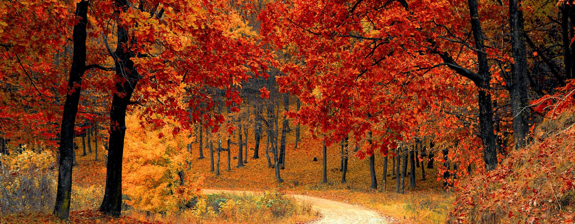 Fall foliage and road
